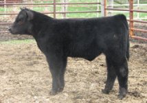 2011%20Sale%20Trading%20Favors%20Steer_small.jpg