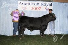 Grand Champion Lowline Bull 3.jpg