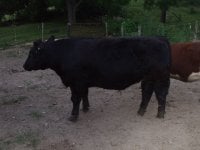 some more cattle 011.jpg