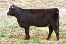 Meyer 734 X OCC Great Plains full sister taken 10-11-12.jpg