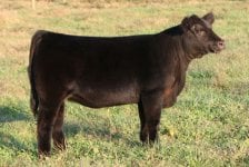 Tag 10 Heifer Eye Candy x 462 Angus taken 10-16-2011 internet.jpg