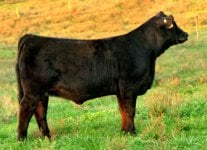 Y39 Gator X Ebony's Charm Heifer taken October 13th 2011 internet.jpg