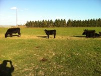 Survivor Heifer Calf.jpg