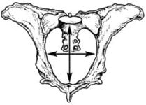 Pelvic area Fig 2.jpg