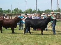 mulan champion simmental.jpg