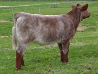 Eldorado x DZ heifer resize.jpg