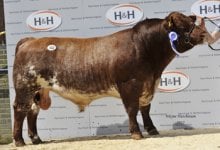 reserve_male_champion_leading_ bull_ls_duke_3200gns.jpg