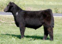 RM x Wisdom x Dirty Harry's Dam Steer ....jpg