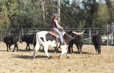 Premier All That Jazz team penning.jpg