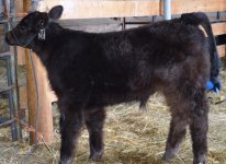 Walks Alone X Galloway bull calf.jpg