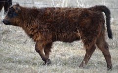 5153 heifer calf.jpg