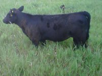 27A Mercedes Benz Heifer.jpg