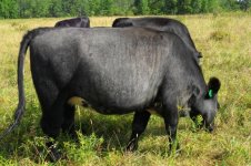 blue roan heifer.JPG