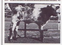 Dazzler-calf.jpg