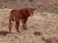 Amos_bull_calf.104184026_std.JPG