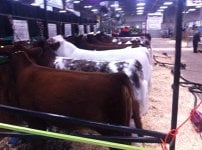 ACC Show string Agribition 2013 Show Morning.jpg