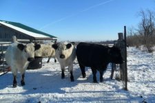 straight galloways shorthorn cross and galloway cross.jpg