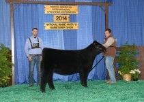 JONES_SHOW_CATTLE_DIV_2_CHAMP_MT.jpg