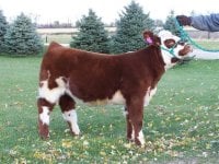 Lot 8 Double A Heifer  Pangburn bull X Mojo 10-08.JPG