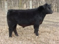 C livestock steer 19x2.jpg