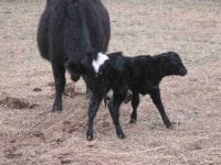 mama's boy heifer.jpg