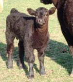 Paddy O' Malley Bull 1 month.jpg