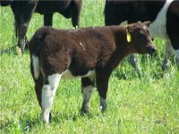 hw x business heifer.jpg