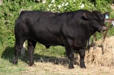 Pzifer bull 2009 web.jpg