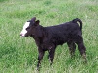 Chassys Maximus heifer 5 days old.jpg