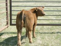 red monopoly calf rear view small.JPG