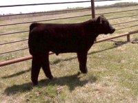 blk monopoly calf pic 2.jpg