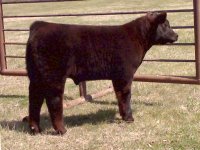 blk monopoly calf pic 3.jpg