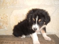 2009 3rd litter puppies 021.jpg