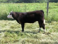 Bull Calf 2.jpg