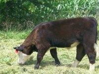 Bull Calf.jpg